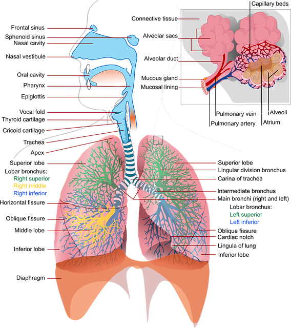 dopc, enfisema e bronquite